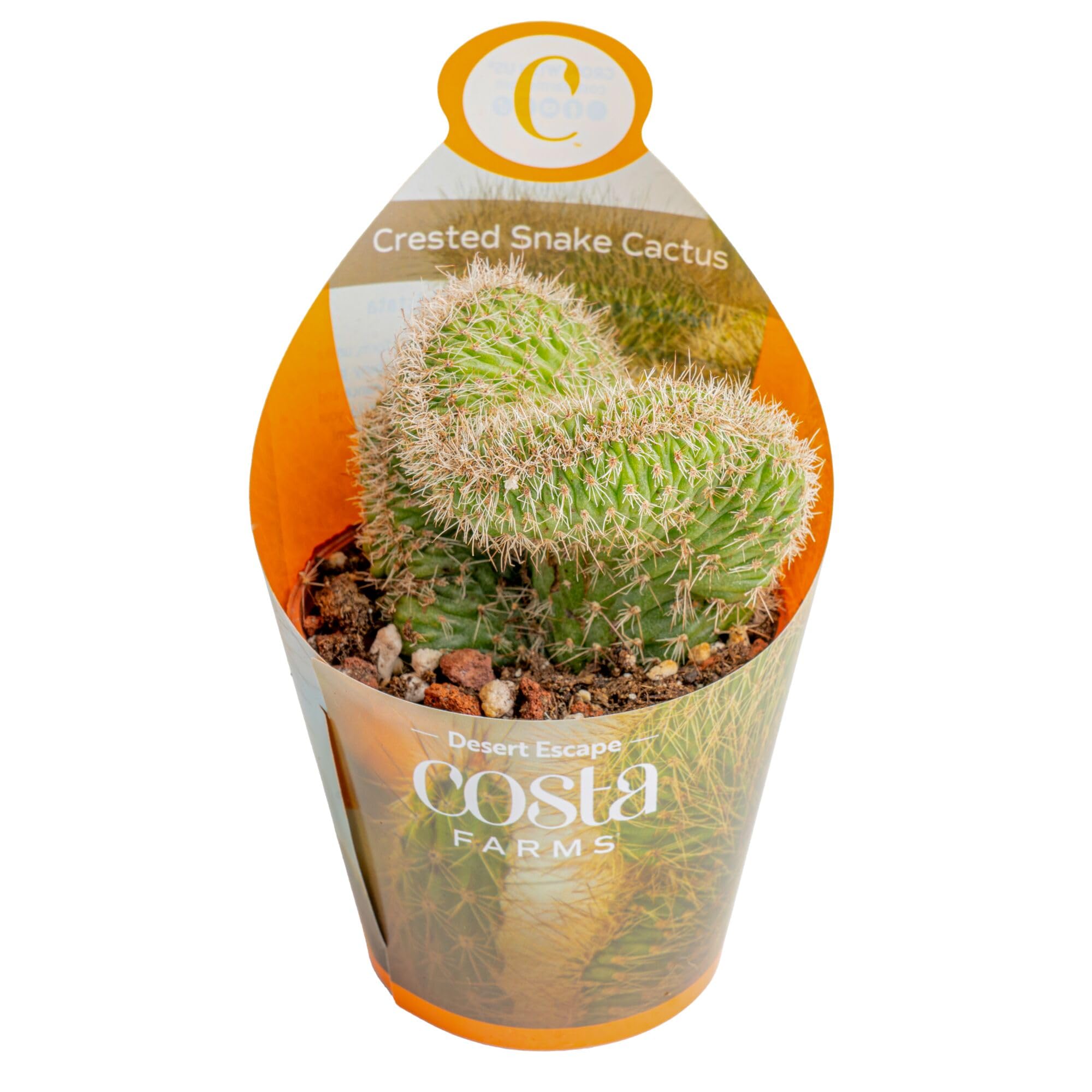 Amazon.com : Costa Farms Cactus, Live Indoor Plant, Easy Care Amazon.com : Costa Farms Cactus, Live Indoor Plant, Easy Care